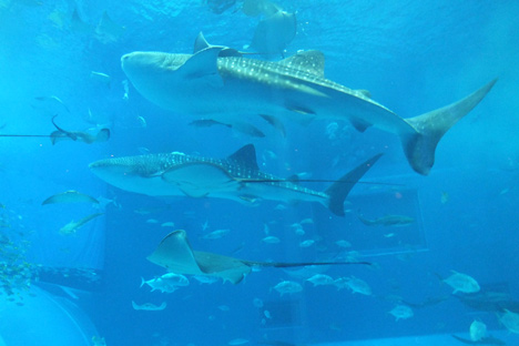 沖縄美ら海水族館