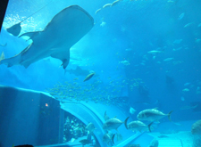 沖縄美ら海水族館